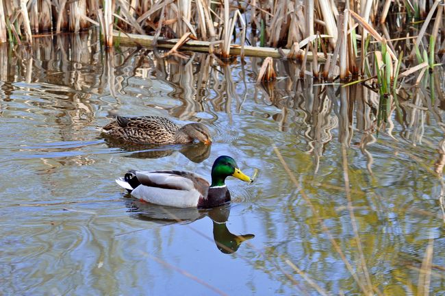 Pair of Mallard Ducks by Rod Johnson