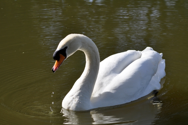 Mute Swan on Rolleston Pond by Rod Johnson