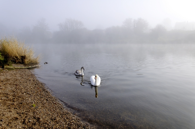 Mute Swan and Cygnet on the Misty River by Rod Johnson