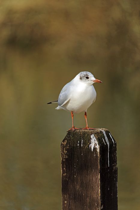 Black-Headed Gull on a Fence Post by Rod Johnson