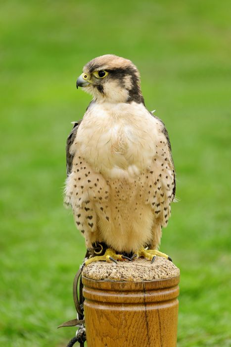 Lanna Falcon (Falco biarmicus) by Rod Johnson