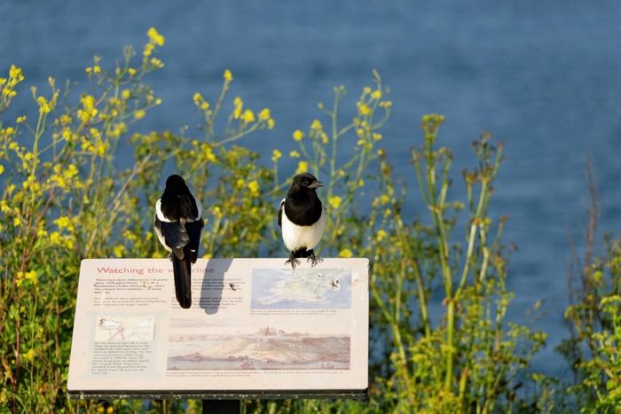 Magpies Keeping Watch, Pendennis Point by Rod Johnson