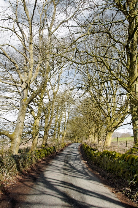 Tree-lined, Cotton Lane
