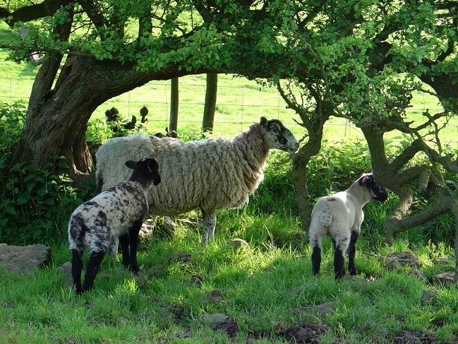 Ewe and Lambs in the Shade by Rod Johnson
