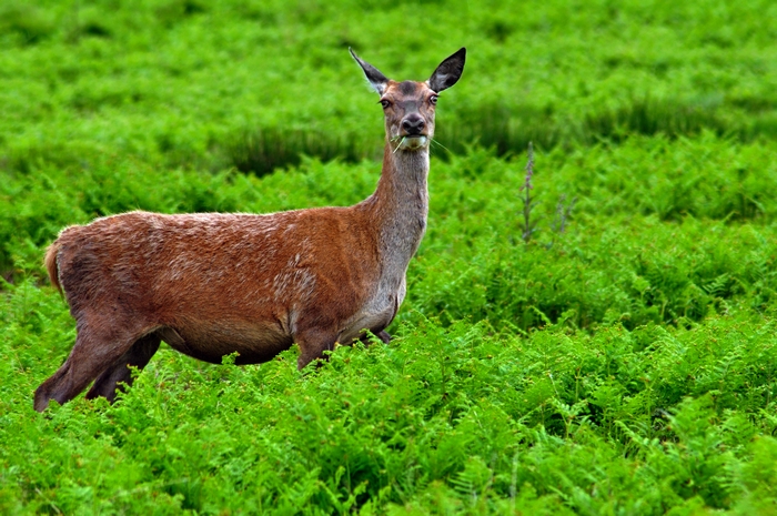 Female Fallow Deer in Bradgate Country Park by Rod Johnson
