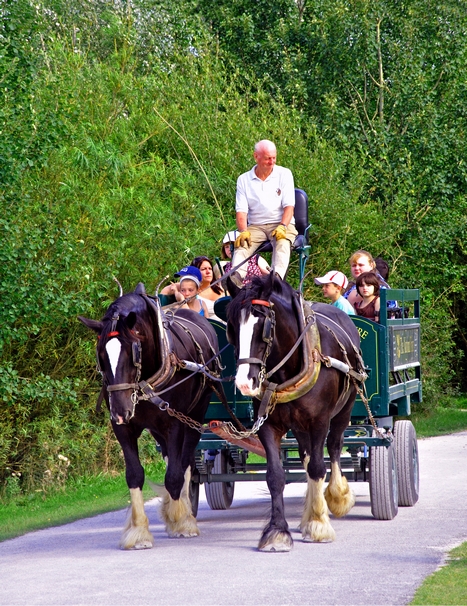 Horse-drawn Cart, Carsington Water by Rod Johnson