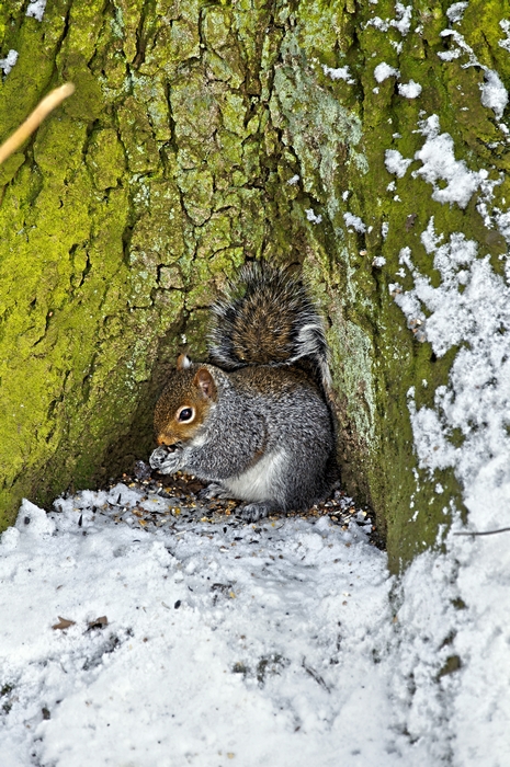 Grey Squirrel with its Food Store by Rod Johnson