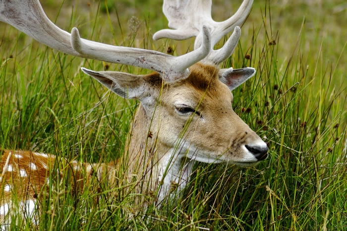 Male Fallow Deer Close-up by Rod Johnson