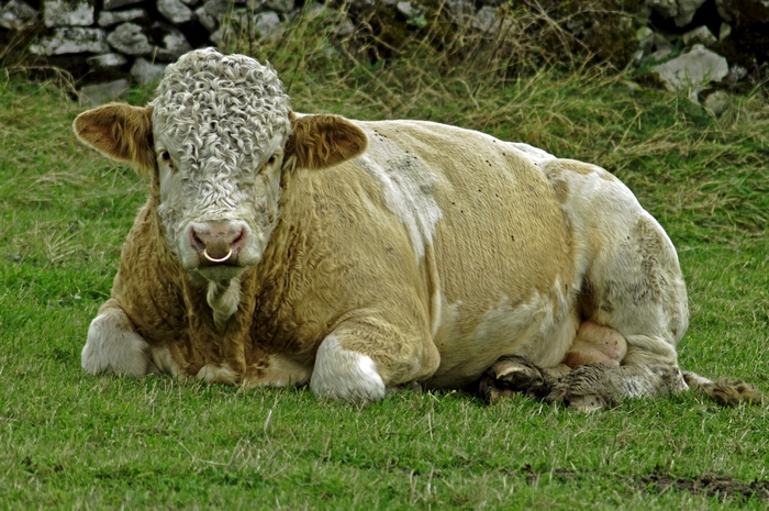 Bull Close-up, at Wardlow by Rod Johnson
