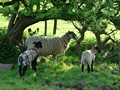 >Ewe and Lambs in the Shade by Rod Johnson