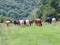 >Grazing Party by Rod Johnson