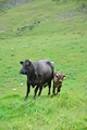 >Cow with Calf on Thorpe Hillside by Rod Johnson