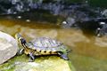 >Yellow Bellied Slider Turtle by Rod Johnson