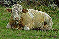 >Bull Close-up, at Wardlow by Rod Johnson