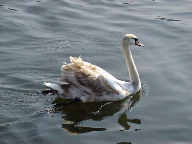 Young Swan by Rod Johnson