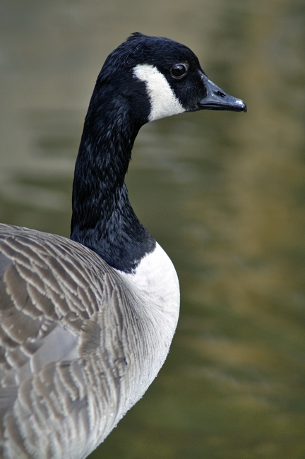 Canada Goose Portrait by Rod Johnson