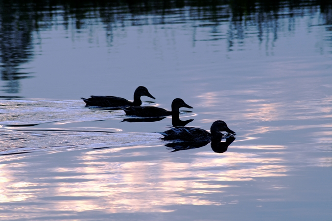 Mallard Ducks at Dusk by Rod Johnson
