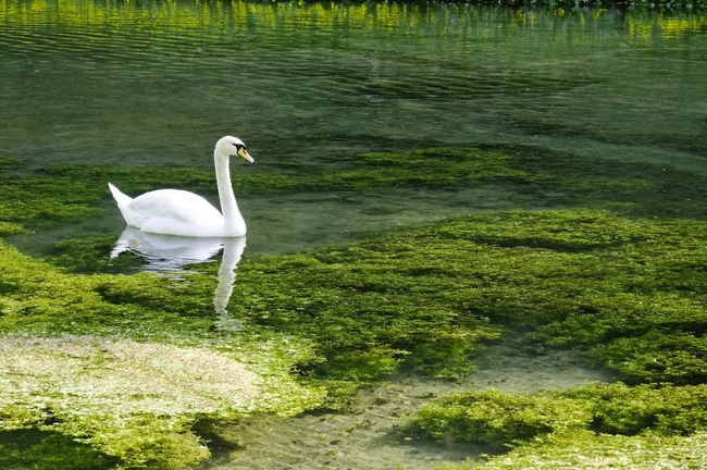 Swan on the River Lathkill by Rod Johnson