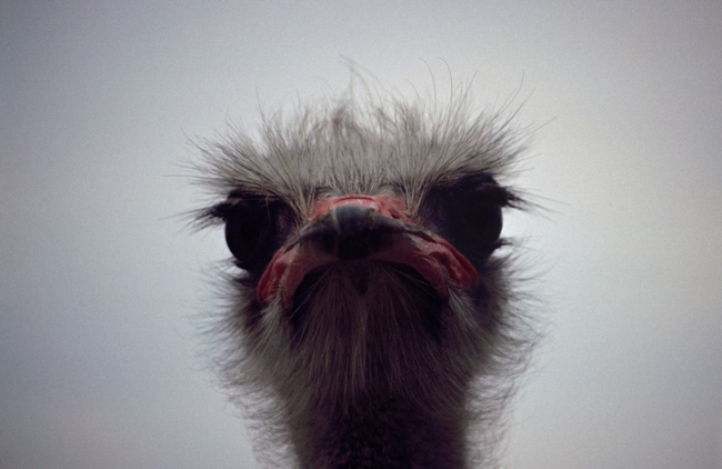 Ostrich, The Sharp End by Rod Johnson