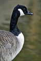 >Canada Goose Portrait Rod Johnson