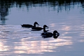>Mallard Ducks at Dusk by Rod Johnson