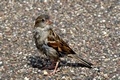 >House Sparrow Portrait Rod Johnson