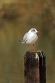 >Black-Headed Gull on a Fence Post by Rod Johnson