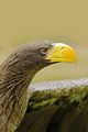 >Steller's Sea Eagle (Haliaeetus pelagicus) by Rod Johnson