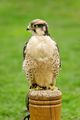 >Lanna Falcon (Falco biarmicus) by Rod Johnson