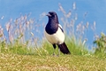 >Magpie (Pica pica) by Rod Johnson