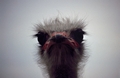 >Ostrich, The Sharp End by Rod Johnson