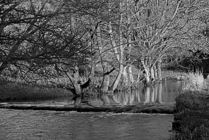 Riverside Trees, Wolfscote Dale by Rod Johnson
