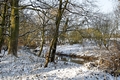 >Snowy Spinney, Brook Hollows, Rolleston by Rod Johnson
