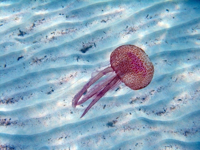 Jellyfish - Pink Peril by Rod Johnson