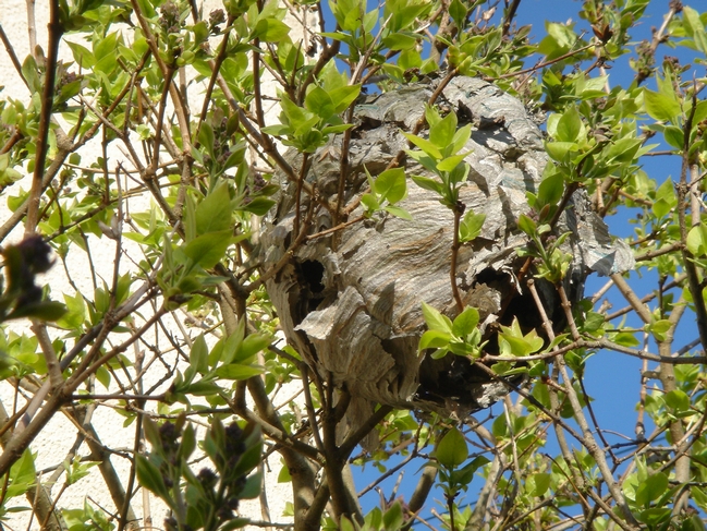 Wasps' Nest in a Lilac tree by Rod Johnson