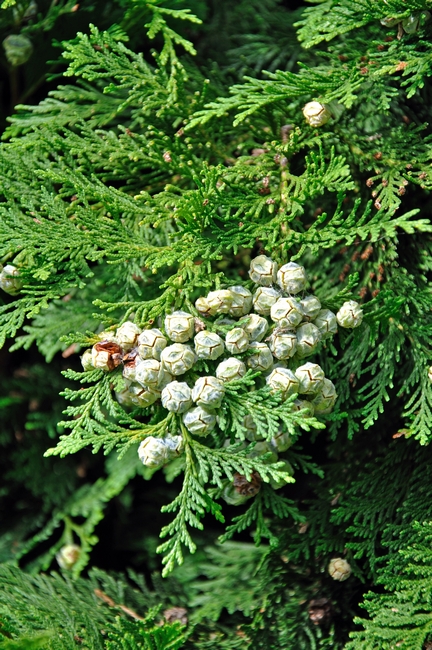 Lawson Cypress, Young Seed Cones by Rod Johnson
