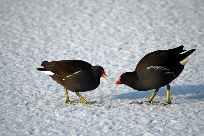 Moorhens on the Ice and Snow by Rod Johnson
