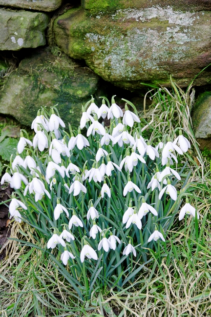 Snowdrops by the Wall by Rod Johnson