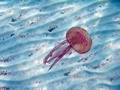 >Jellyfish - Pink Peril by Rod Johnson