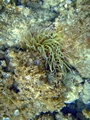 >Sea Anemone by Rod Johnson