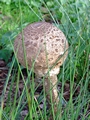 >Funky Fungi by Rod Johnson