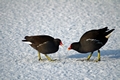 >Moorhens on the Ice and Snow Rod Johnson