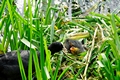 >Adult Coot Feeding a Young Chick by Rod Johnson