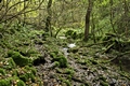 >Woodland in Northern End of Monk's Dale by Rod Johnson
