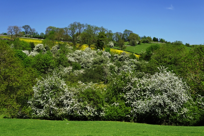 May Blossom near Thorpe in Derbyshire by Rod Johnson