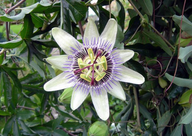 >Passion Flower by Rod Johnson