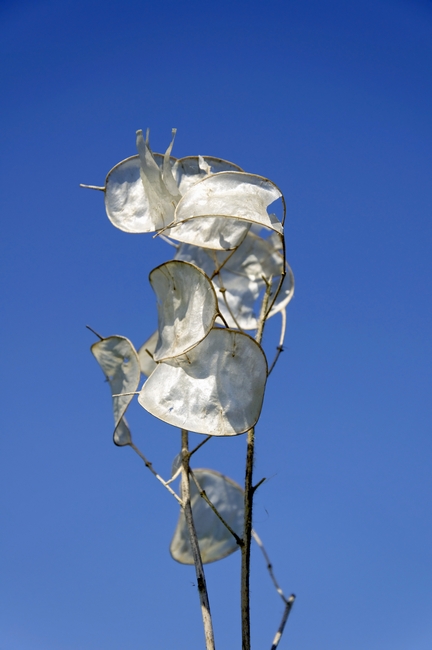 Honesty Seed Pods by Rod Johnson