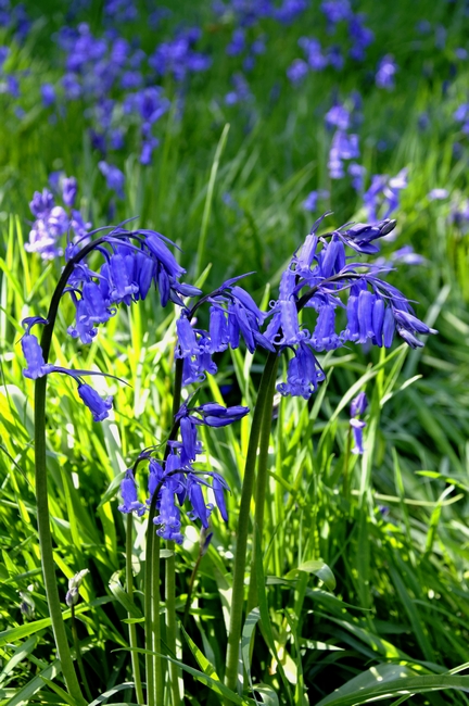 Bluebell Cluster by Rod Johnson
