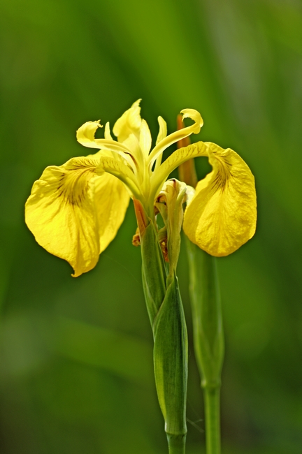 >Yellow Iris, (Iris pseudacorus) by Rod Johnson