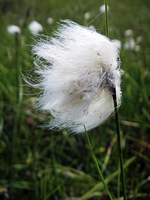 Common Cottongrass Seed-head by Rod Johnson